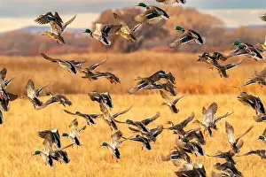 Mallard Prints: USA, New Mexico, Bosque Del Apache National Wildlife Refuge