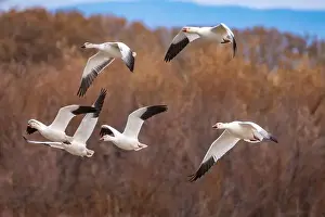 Snow Goose Prints: USA, New Mexico, Bosque Del Apache National Wildlife Refuge