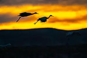 Sandhill Crane Prints: USA, New Mexico, Bosque Del Apache National Wildlife Refuge
