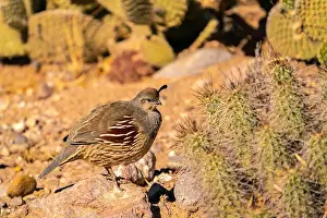 Quail Prints: USA, New Mexico, Bosque Del Apache National Wildlife Refuge