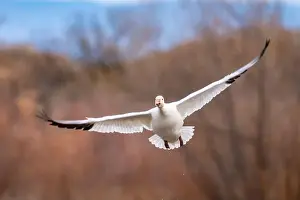 Snow Goose Prints: USA, New Mexico, Bosque Del Apache National Wildlife Refuge
