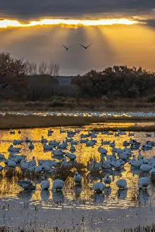 Snow Goose Prints: USA, New Mexico, Bosque Del Apache National Wildlife Refuge