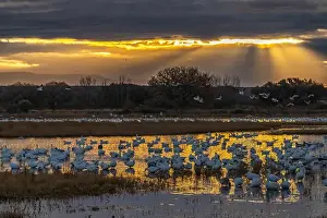 Snow Goose Prints: USA, New Mexico, Bosque Del Apache National Wildlife Refuge