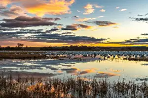 Snow Goose Prints: USA, New Mexico, Bosque Del Apache National Wildlife Refuge