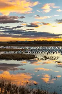 Snow Goose Prints: USA, New Mexico, Bosque Del Apache National Wildlife Refuge