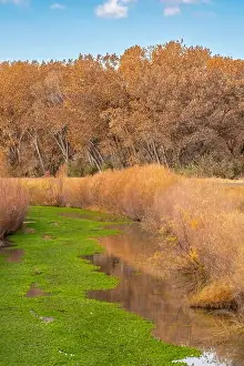 Cathy And Gordon Illg Prints: USA, New Mexico, Bosque Del Apache National Wildlife Refuge