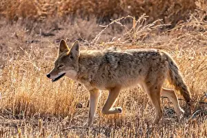 Cathy And Gordon Illg Prints: USA, New Mexico, Bosque Del Apache National Wildlife Refuge