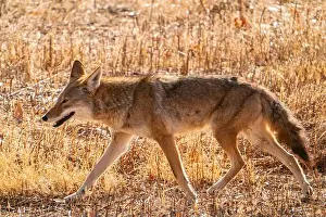 Cathy And Gordon Illg Prints: USA, New Mexico, Bosque Del Apache National Wildlife Refuge