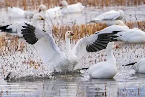 Snow Goose Prints: USA, New Mexico, Bosque Del Apache National Wildlife Refuge