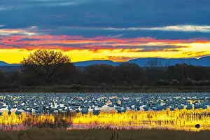 Snow Goose Prints: USA, New Mexico, Bosque Del Apache National Wildlife Refuge