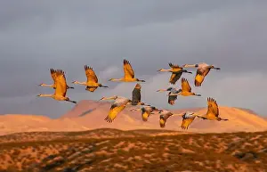 Sandhill Crane Prints: USA, New Mexico. Bosque Del Apache National Wildlife Refuge, sandhill crane in flight