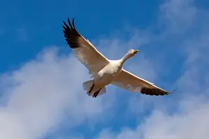Snow Goose Prints: USA, New Mexico. Bosque Del Apache National Wildlife Refuge, snow geese flying. (PR)