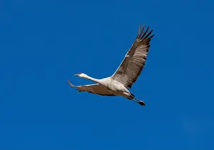 Sandhill Crane Prints: USA, New Mexico. Bosque Del Apache National Wildlife Refuge, sandhill crane in flight