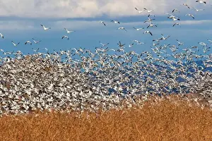 Snow Goose Prints: USA, New Mexico. Bosque Del Apache National Wildlife Refuge, snow geese flying