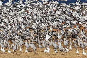 Snow Goose Prints: USA, New Mexico. Bosque Del Apache National Wildlife Refuge