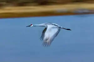 Sandhill Crane Prints: USA, New Mexico. Bosque Del Apache National Wildlife Refuge, sandhill crane in flight