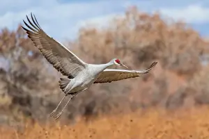 Sandhill Crane Prints: USA, New Mexico. Bosque Del Apache National Wildlife Refuge