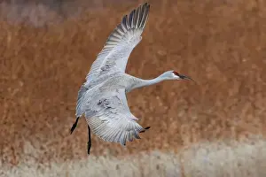 Sandhill Crane Prints: USA, New Mexico. Bosque Del Apache National Wildlife Refuge
