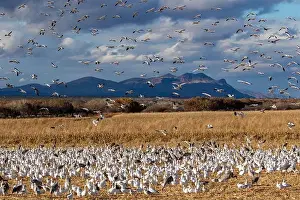 Snow Goose Prints: USA, New Mexico. Bosque Del Apache National Wildlife Refuge, snow geese flying