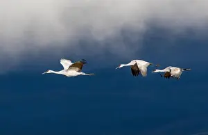 Sandhill Crane Prints: USA, New Mexico. Bosque Del Apache National Wildlife Refuge, sandhill crane in flight