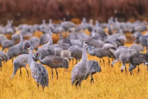 Sandhill Crane Prints: USA, New Mexico, Ladd S. Gordon Waterfowl Complex
