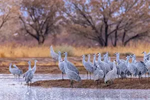 USA, New Mexico, Ladd S. Gordon Waterfowl Complex