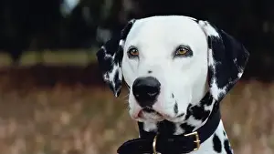 Puppies Prints: USA. A scene from the ©Buena Vista Pictures film : 101 Dalmatians (1996)