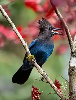 Tree Branch Prints: USA, Washington State, Sammamish. Stellar jay on Japanese maple with fall colors
