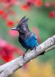 Tree Branch Prints: USA, Washington State, Sammamish. Stellar jay on Japanese maple with fall colors