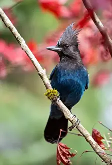 Tree Branch Prints: USA, Washington State, Sammamish. Stellar jay on Japanese maple with fall colors