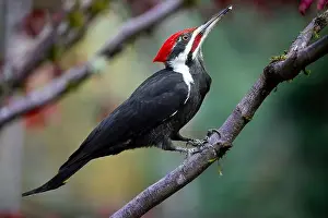 Pileated Woodpecker Prints: USA, Washington State, Sammamish. Coming into feeder pileated woodpecker in Autumn
