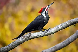 Pileated Woodpecker Prints: USA, Washington State, Sammamish. Coming into feeder pileated woodpecker in Autumn