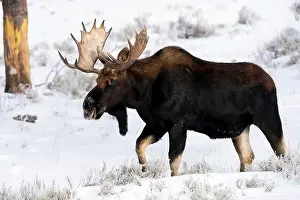 Antler Prints: USA, Wyoming, Yellowstone National Park
