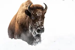 Yellowstone National Park Prints: USA, Wyoming, Yellowstone National Park