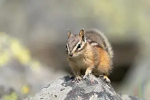 Yellowstone National Park Prints: USA, Wyoming, Yellowstone National Park. Least chipmunk poses on a boulder