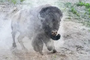 Yellowstone National Park Prints: USA, Wyoming, Yellowstone National Park. A bison bull takes a dust bath