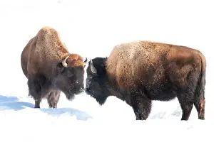 Yellowstone National Park Prints: USA, Wyoming, Yellowstone National Park. Two bison confront one another