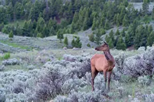 Yellowstone National Park Prints: USA, Wyoming, Yellowstone National Park. A cow elk stands among the sage brush