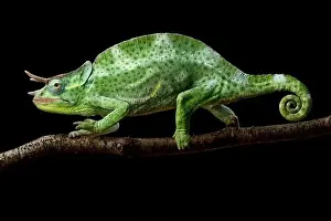 Arboreal Prints: Usambara three-horned chameleon male (Trioceros deremensis)