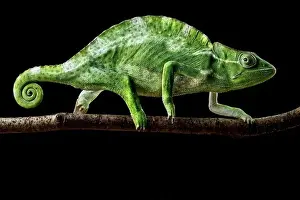 Arboreal Prints: Usambara three-horned chameleon (Trioceros deremensis) female