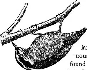 Booksubjectbirds Prints: Useful birds and their protection