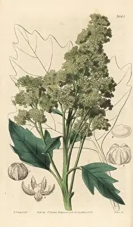 Useful quinoa, Chenopodium quinoa