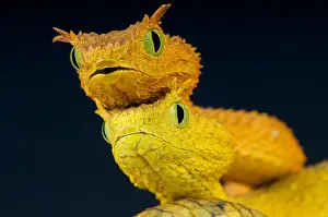 Atheris Prints: Usumbara bush vipers / Atheris ceratophora