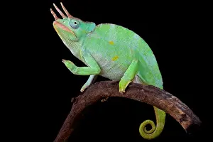 Usumbara giant three horned chameleon (Trioceros deremensis)