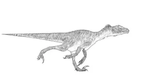 Jurassic Prints: utahraptor