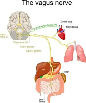 Neural Prints: vagus nerve. parasympathetic nervous system