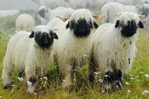 Valais black-nosed domestic sheep (Ovis orientalis aries), standing in the rain on a meadow, Shepherd's Weekend 2020, Belalp, Canton Valais, Switzerla
