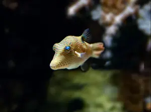 Puffer Prints: Valentinni´s Sharpnose Puffer (Canthigaster valentini, Sattel-Spitzkopfkugelfisch)