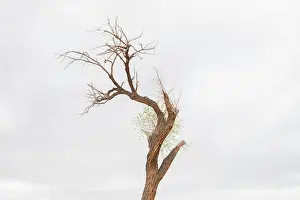 Non Urban Scene Prints: Valley of the Gods, a dead tree