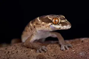 Mozambique Prints: Van Son's thick-toed gecko (Pachydactylus vansoni) is a terrestrial and nocturnal species found in Southern Africa